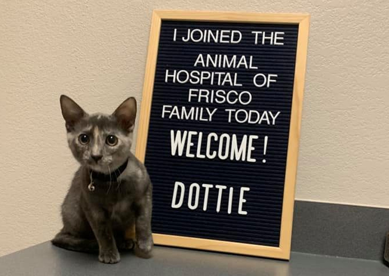 Carousel Slide 2: Feline veterinary care