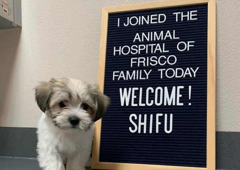 Carousel Slide 3: Dog veterinarians